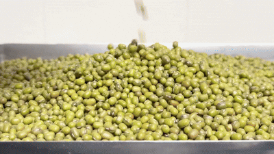 Sprouts Cultivation